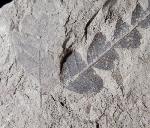 Comptonia acutiloba BRONGNIART 1828 - Bild © FossNet FossilienStore